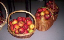Więcej o: Szkolny Dzień Jabłka